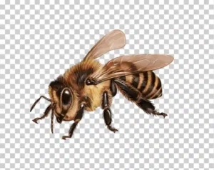Honey Bee