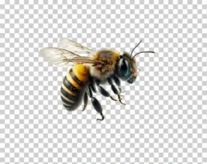 Honey Bee