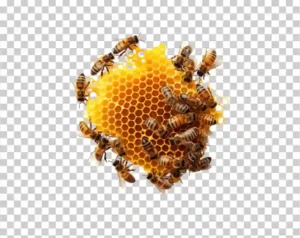 Bee
