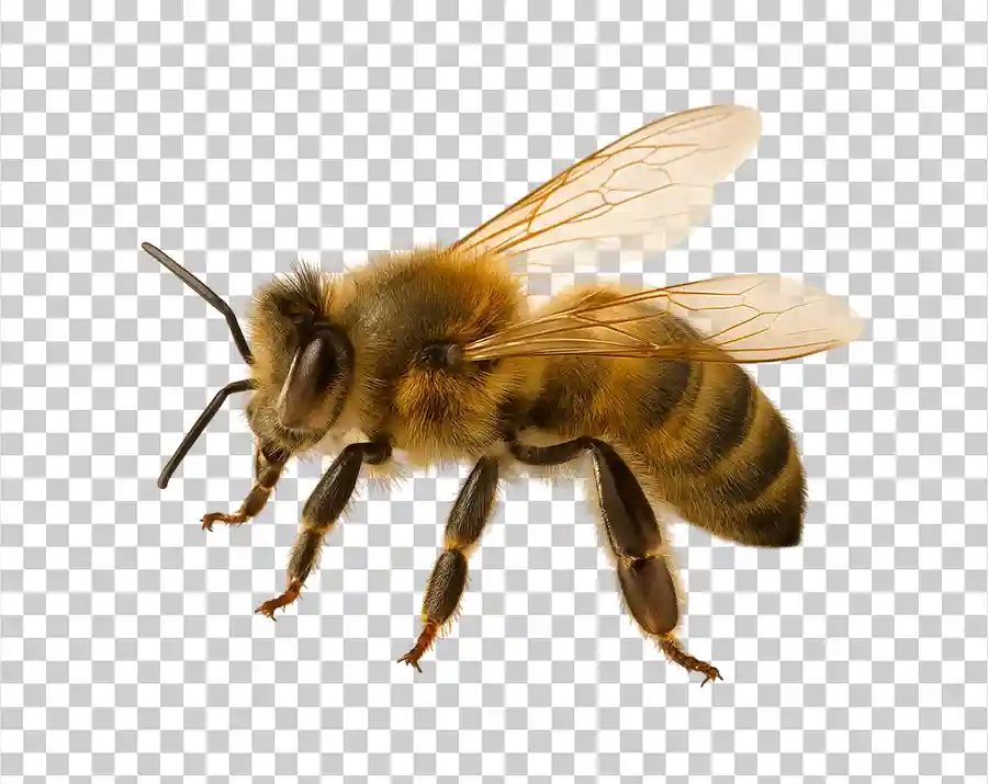 bee